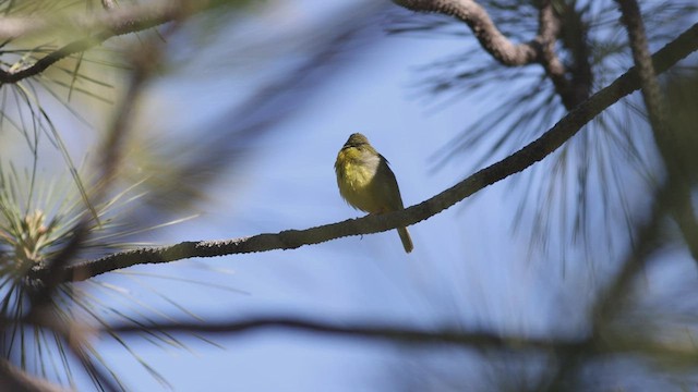 Kentucky Warbler - ML608450984