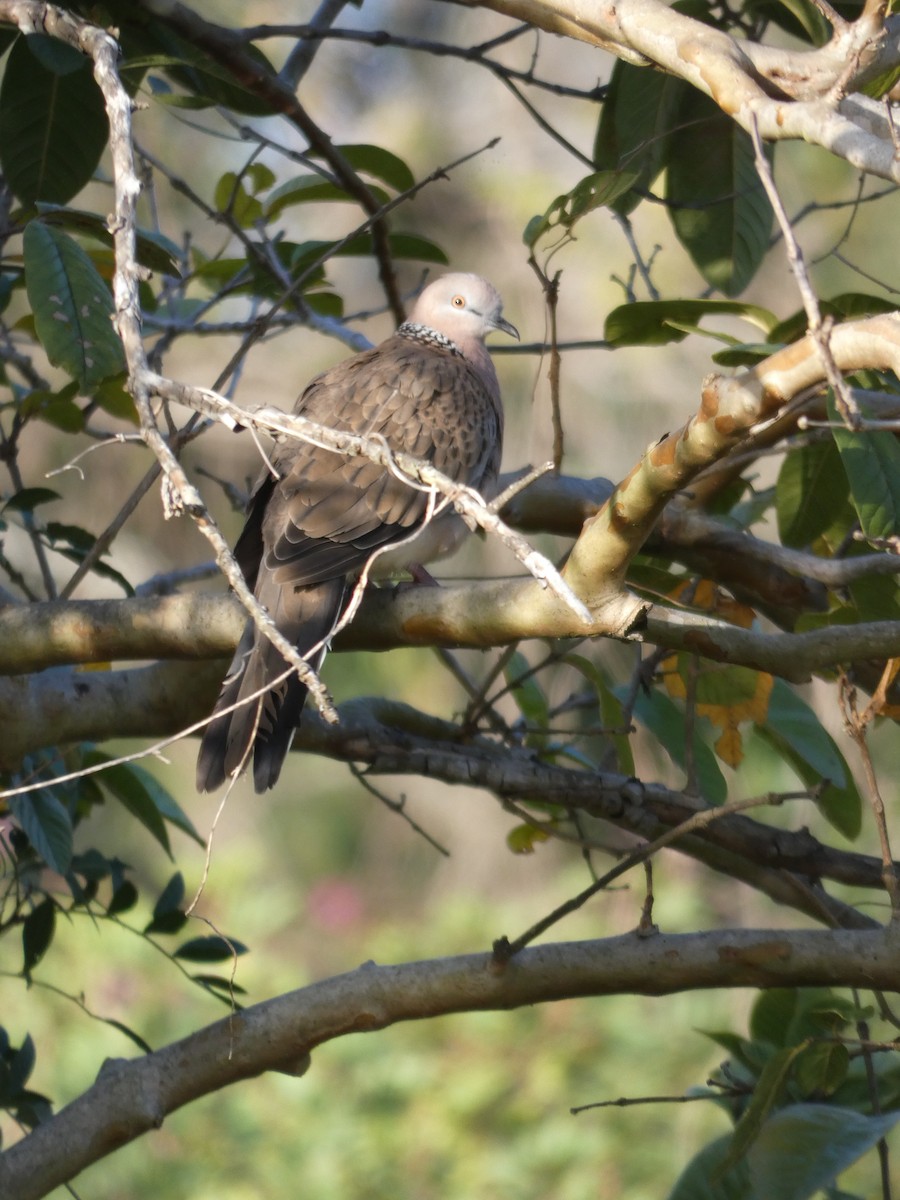 Spotted Dove - Phil Chen