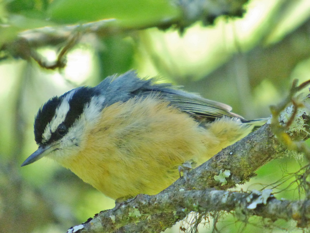 Red-breasted Nuthatch - ML60845101