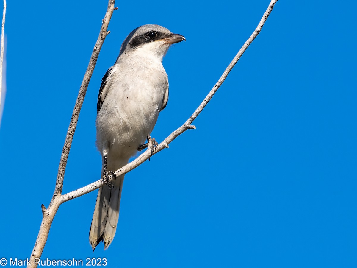 Loggerhead Shrike - ML608451018