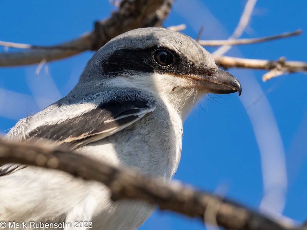 Loggerhead Shrike - ML608451019