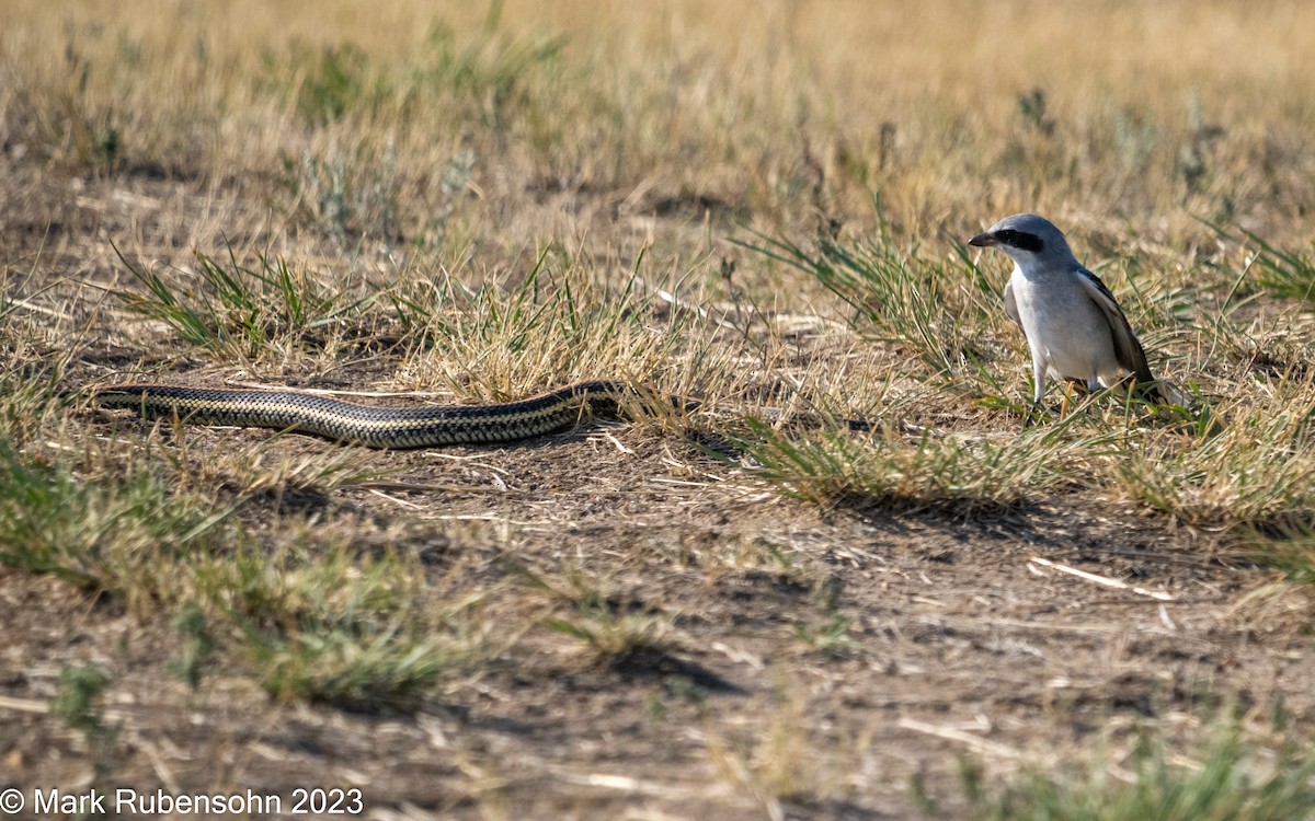 Loggerhead Shrike - Mark Rubensohn