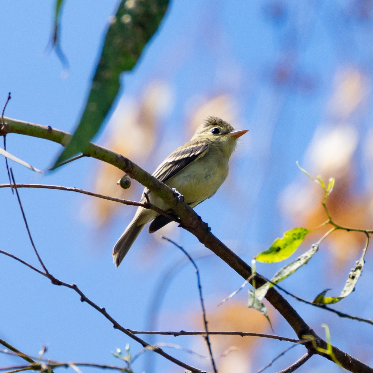 Western Flycatcher (Pacific-slope) - Tom Cho