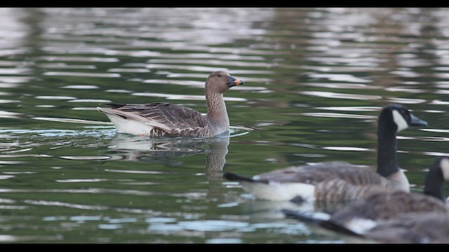 Tundra Bean-Goose - ML608451045