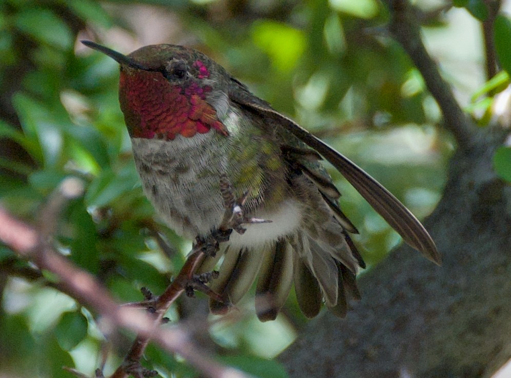 Anna's Hummingbird - ML608451096
