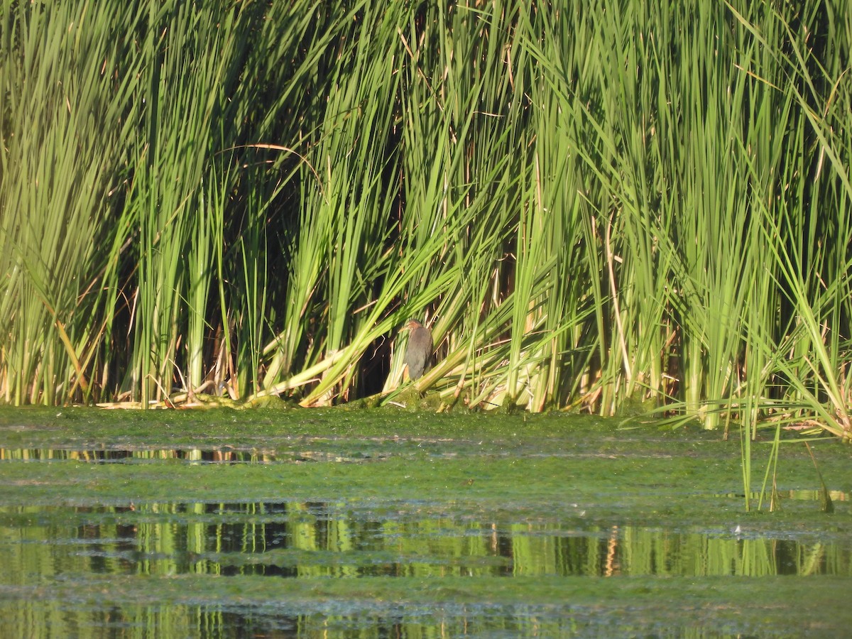 Green Heron - ML608451108