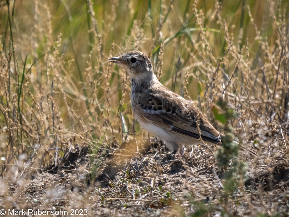 Horned Lark - Mark Rubensohn