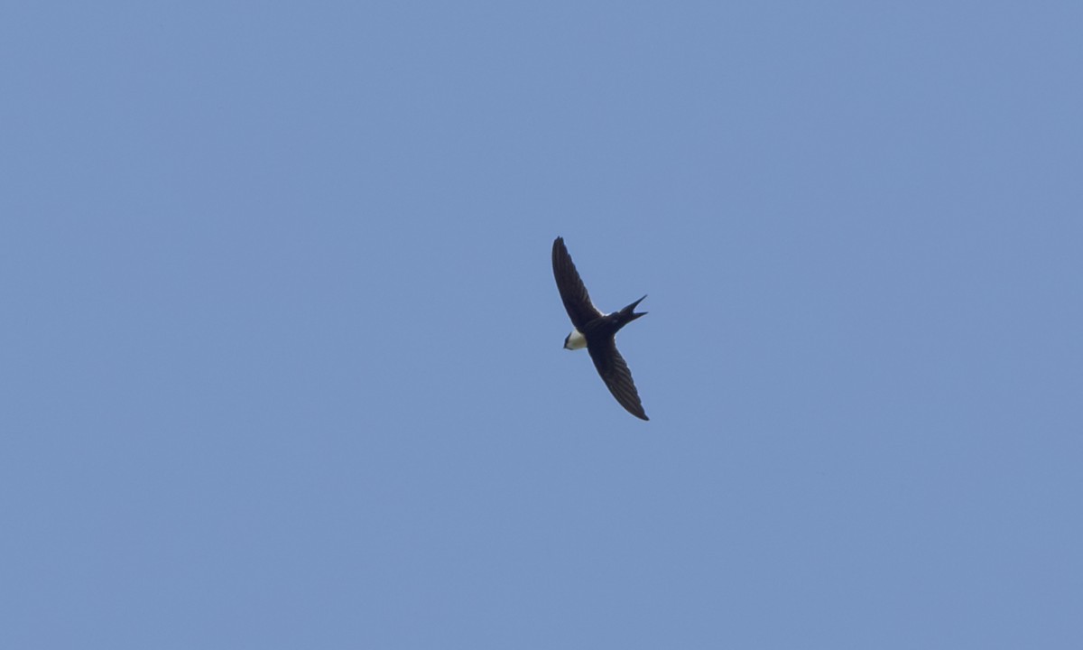 Lesser Swallow-tailed Swift - Paul Fenwick