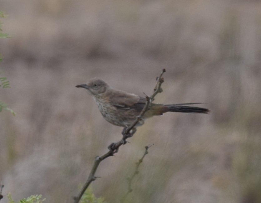 Bendire's Thrasher - William Harmon