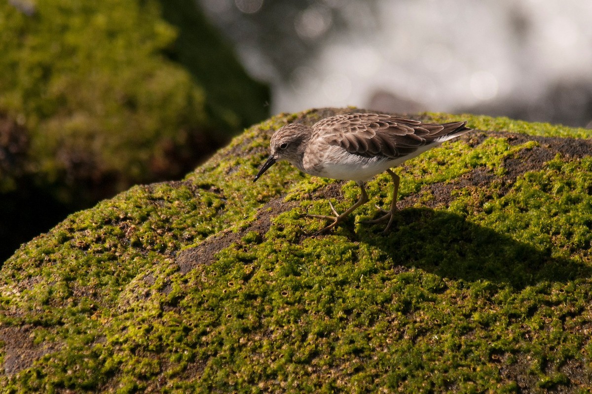 Surfbird - ML608451207