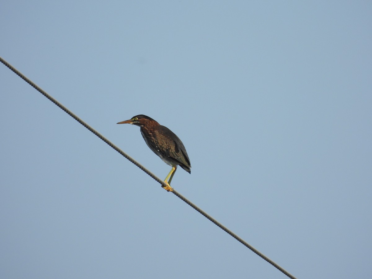 Green Heron - ML608451232