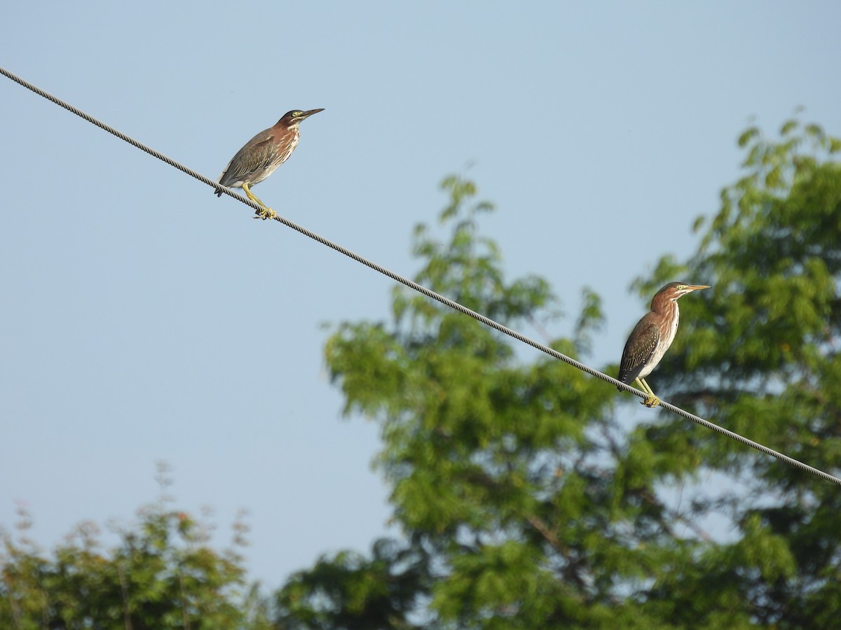 Green Heron - ML608451235