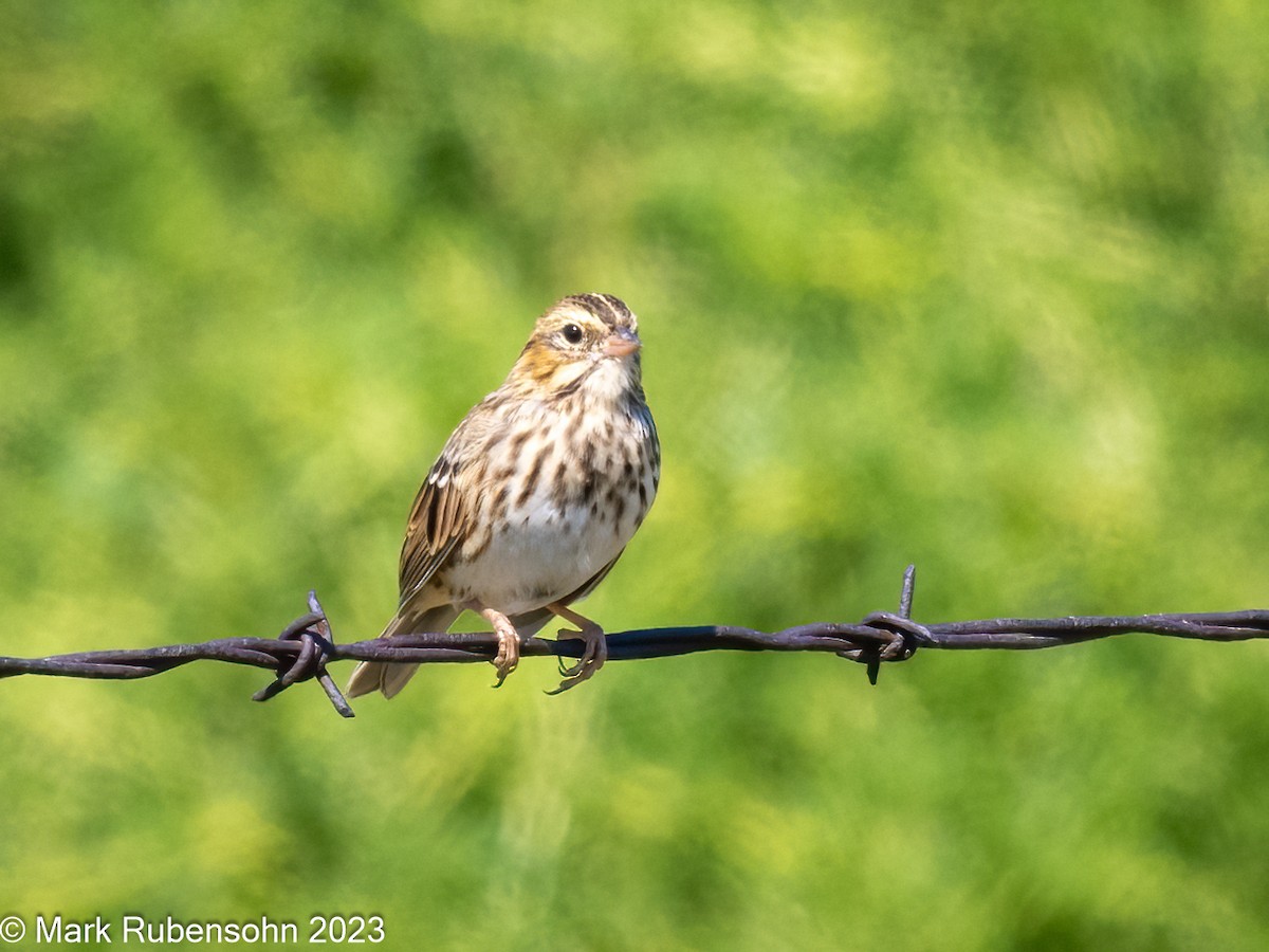 Savannah Sparrow - Mark Rubensohn