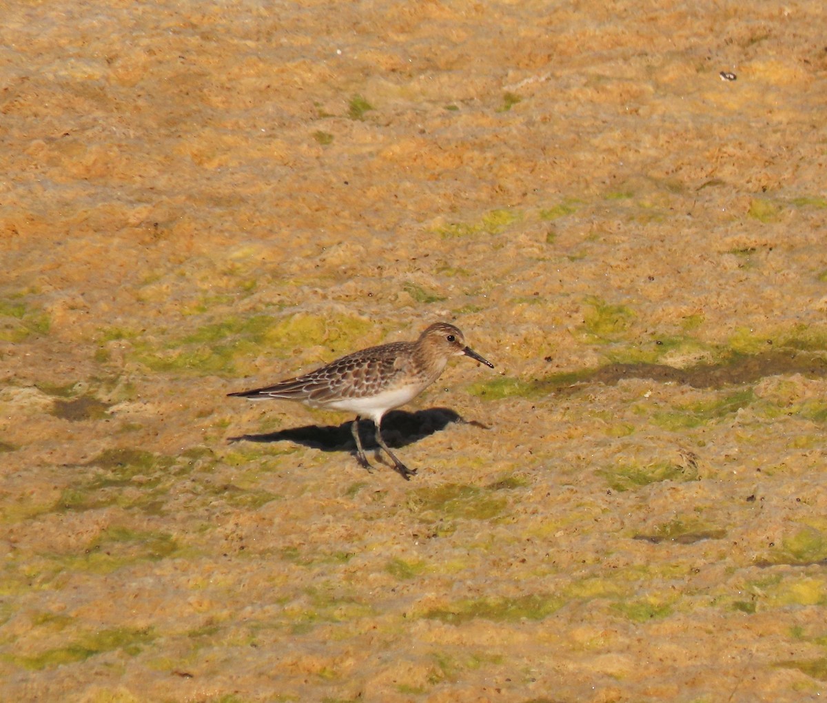 Baird's Sandpiper - ML608451361