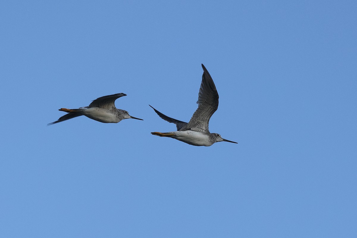 Greater Yellowlegs - ML608451506