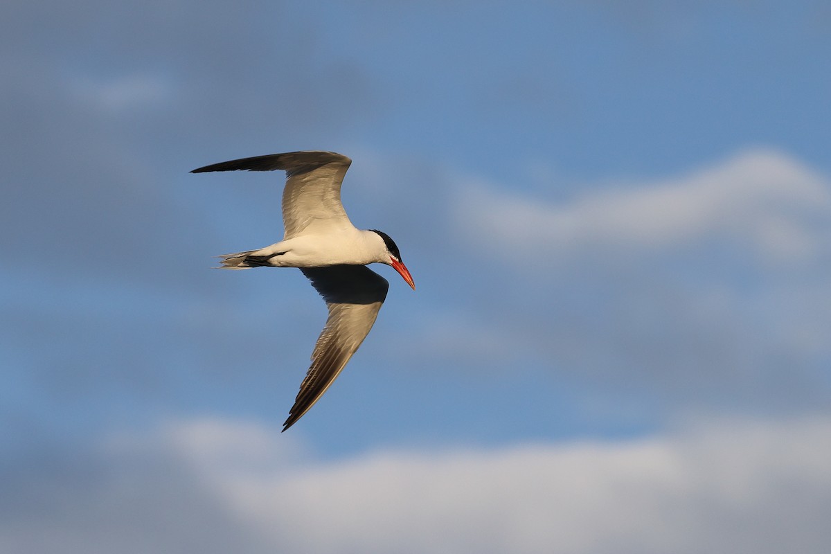 Caspian Tern - ML608451509