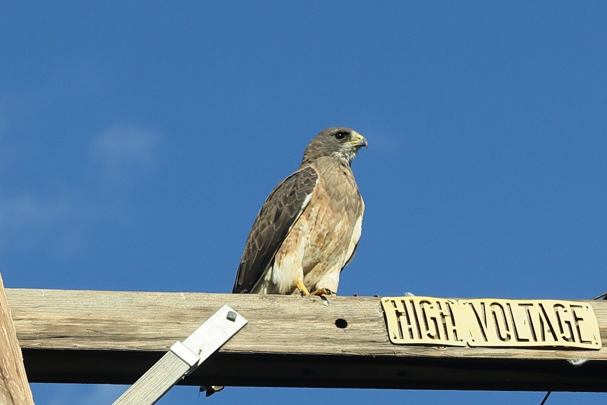Swainson's Hawk - ML608451516