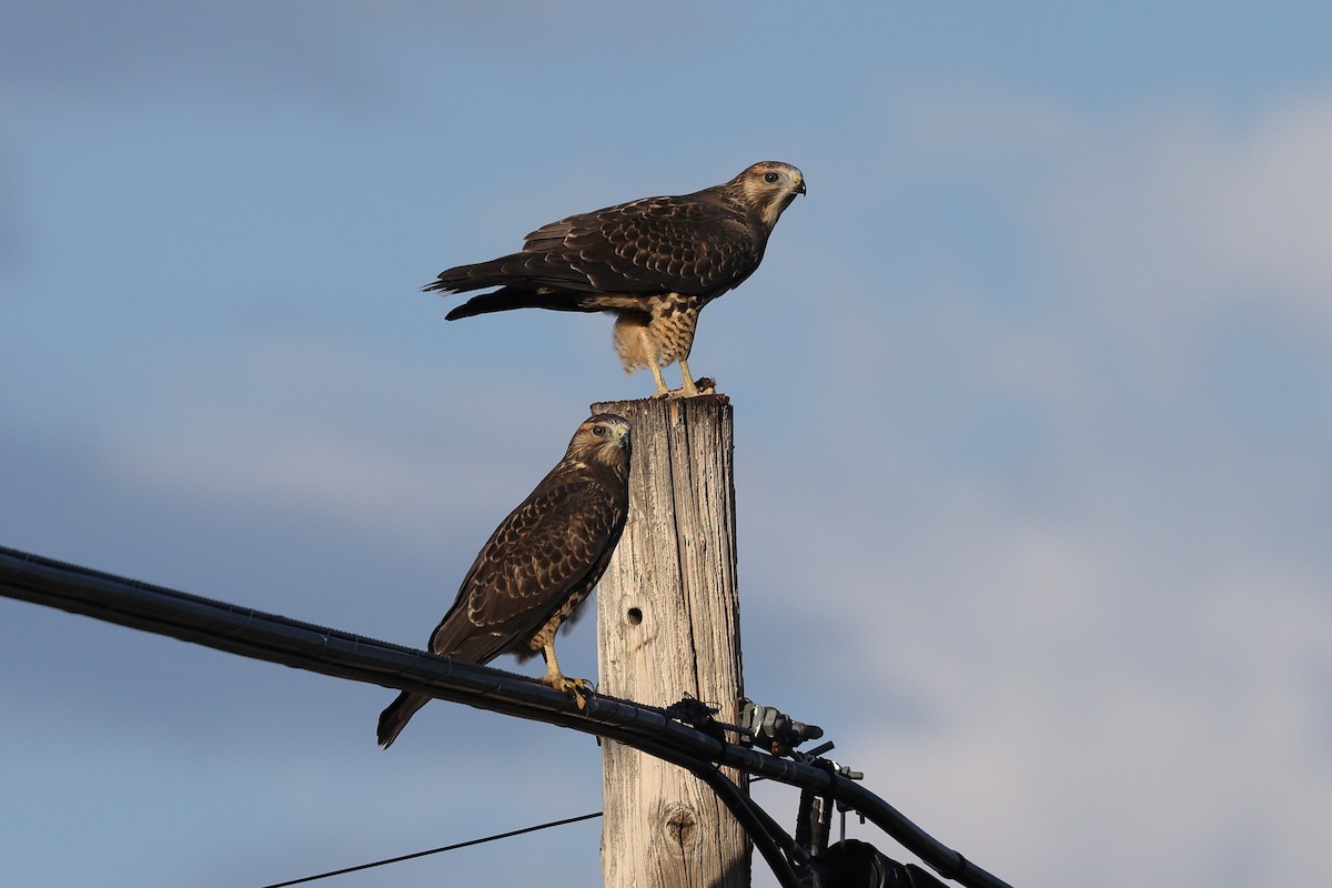 Swainson's Hawk - ML608451517