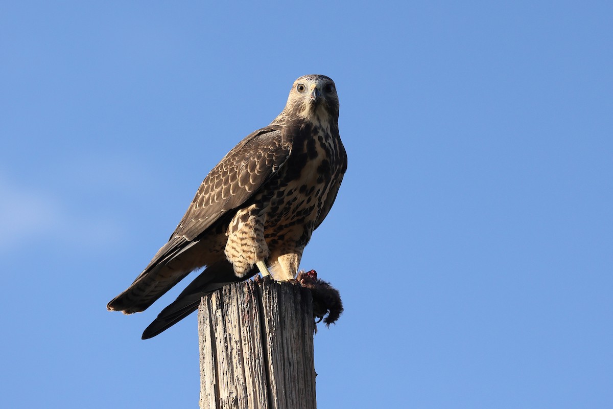 Swainson's Hawk - ML608451518