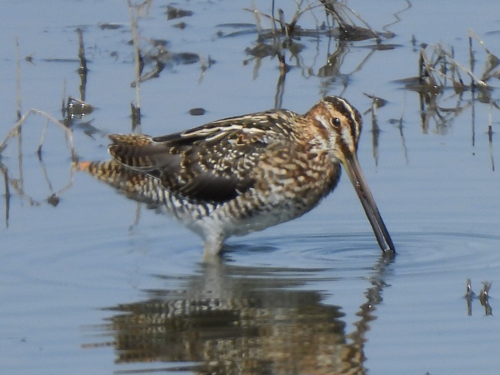 Wilson's Snipe - ML608451543