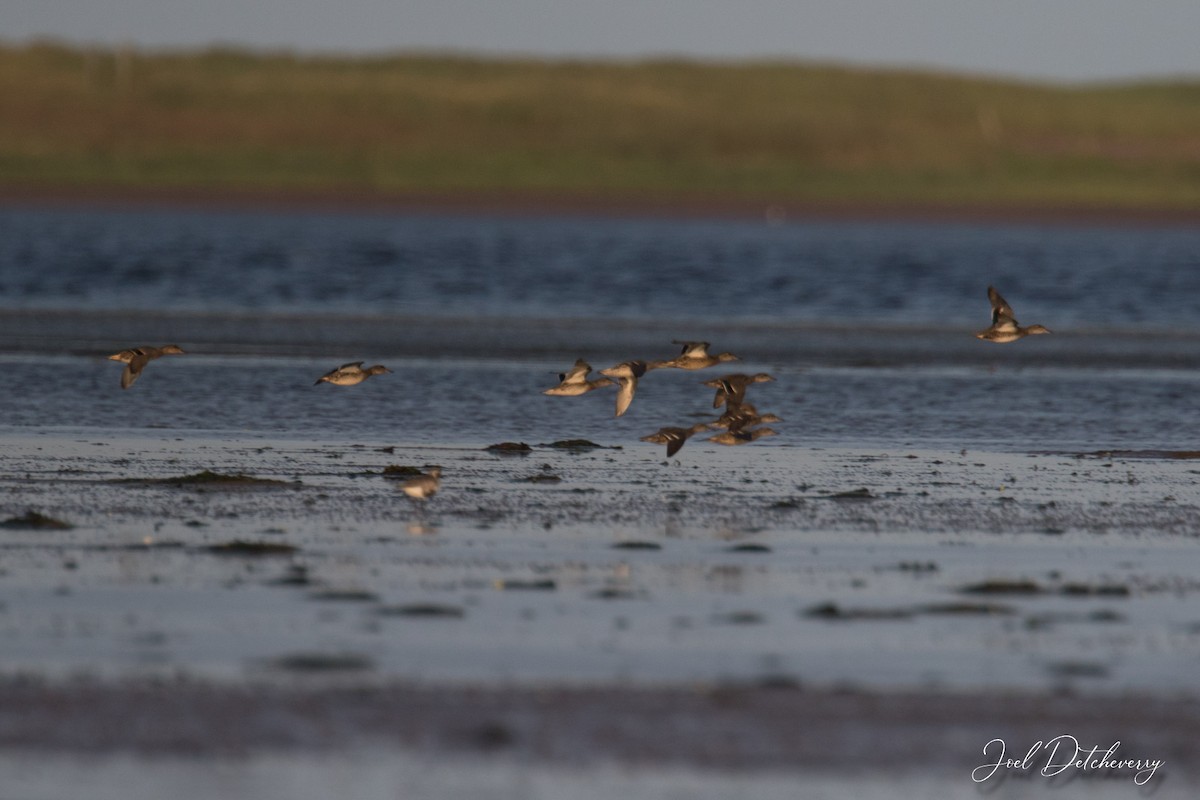 Green-winged Teal - Detcheverry Joël