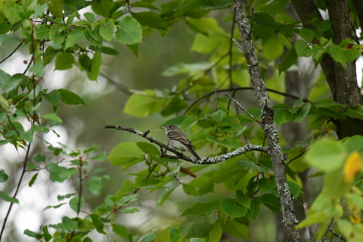 Eastern Wood-Pewee - ML608451624