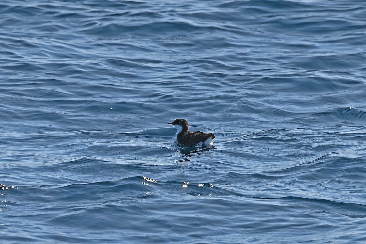 Scripps's Murrelet - ML608451715