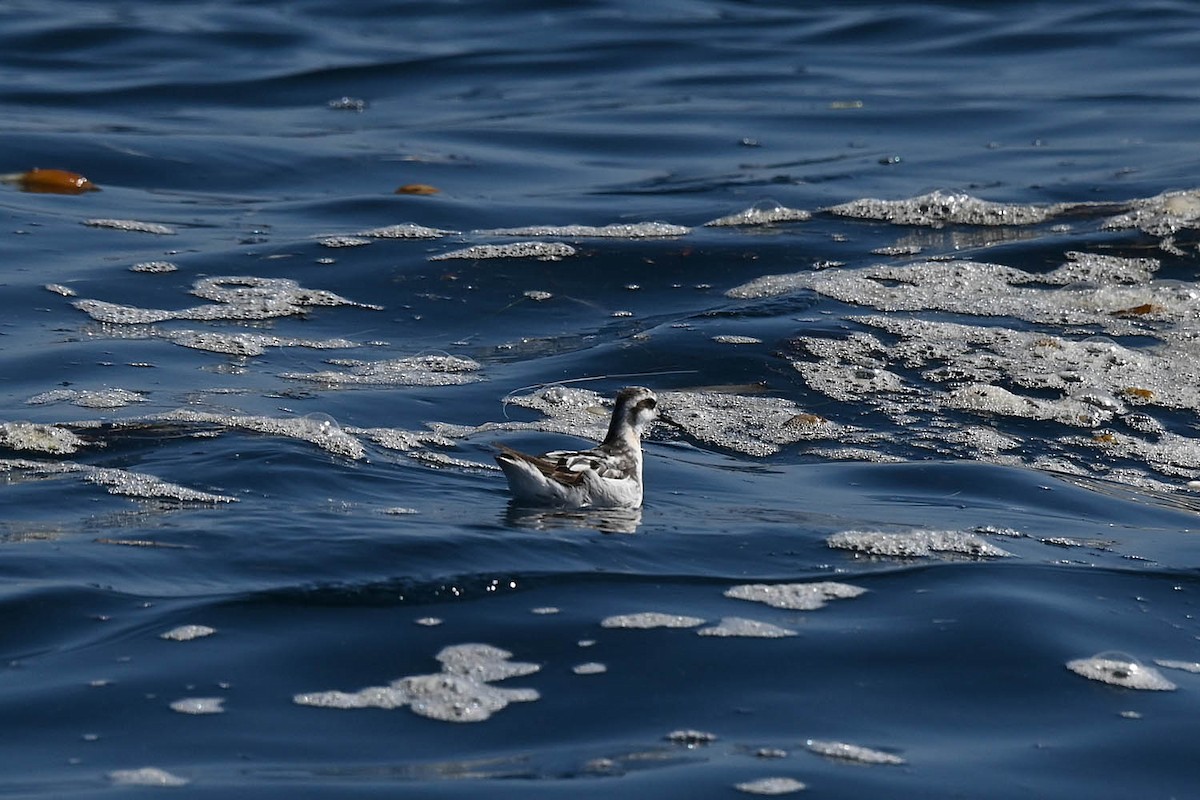 Phalarope à bec étroit - ML608451738