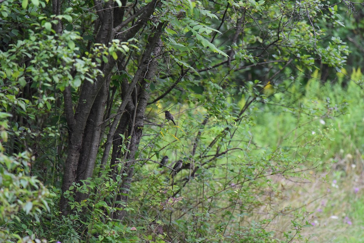 Eastern Wood-Pewee - ML608451798