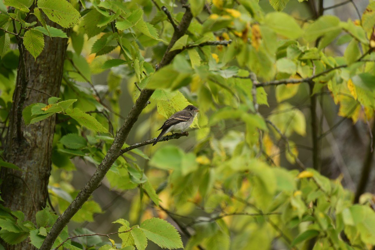 Eastern Wood-Pewee - ML608451857