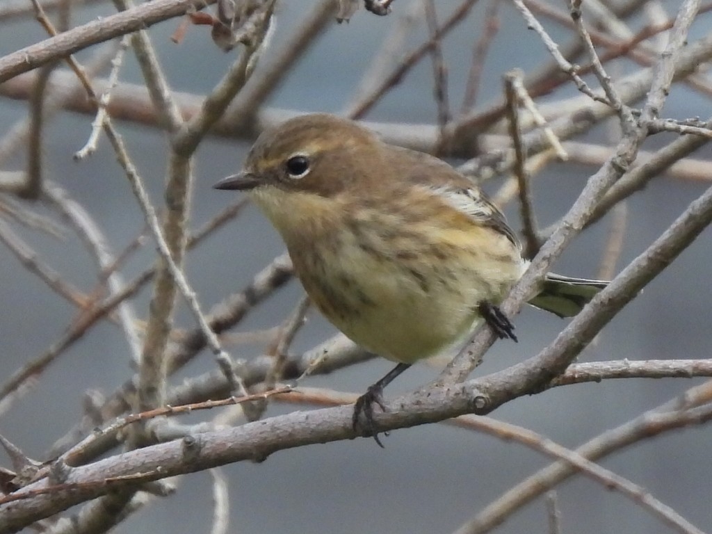 Yellow-rumped Warbler - Ken Gade