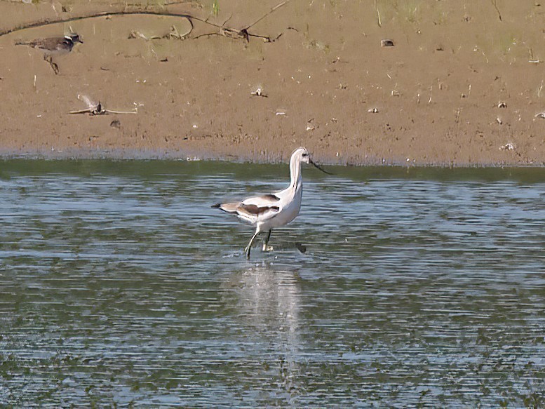 American Avocet - ML608452012