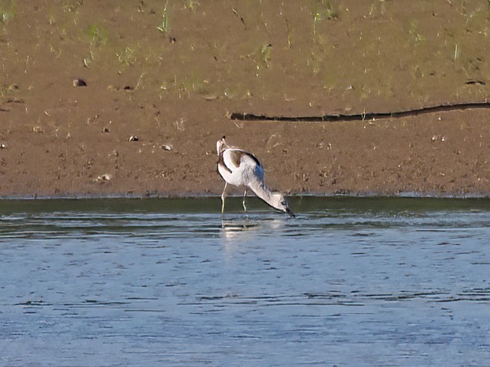 tenkozobec americký - ML608452013