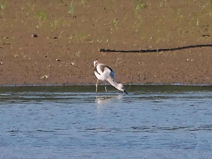 American Avocet - Daniel Kaplan