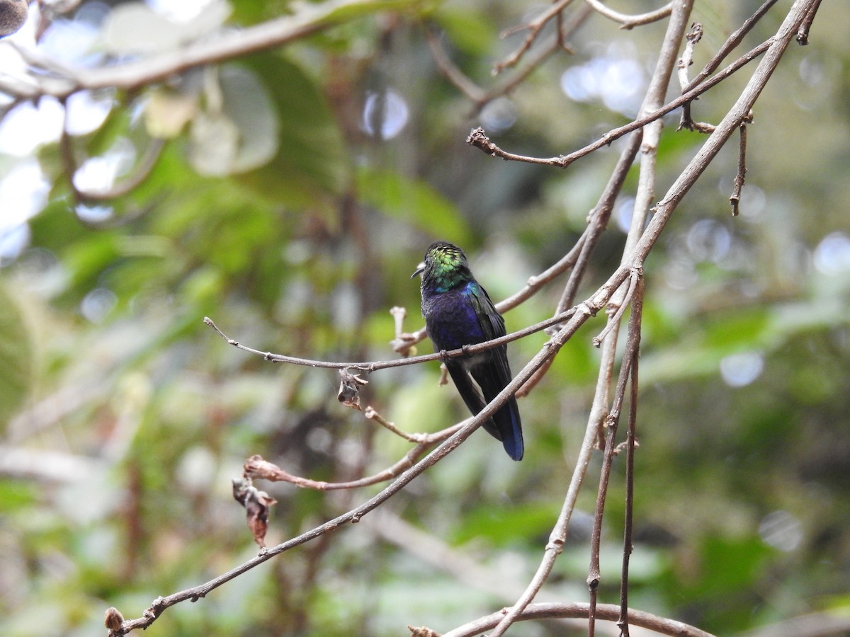 Zafiro Golondrina - ML608452026