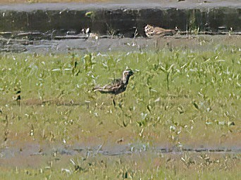 American Golden-Plover - ML608452126
