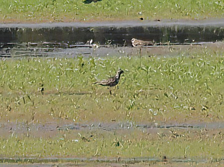 American Golden-Plover - ML608452127