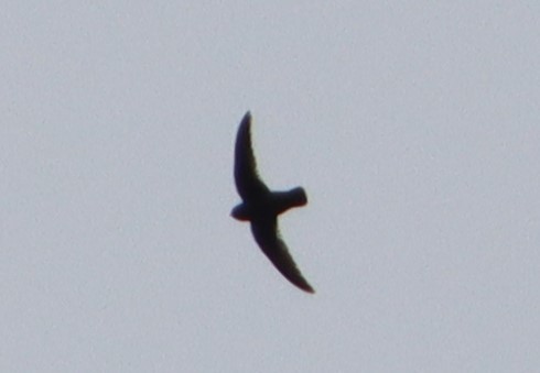 Black Swift - ML608452145