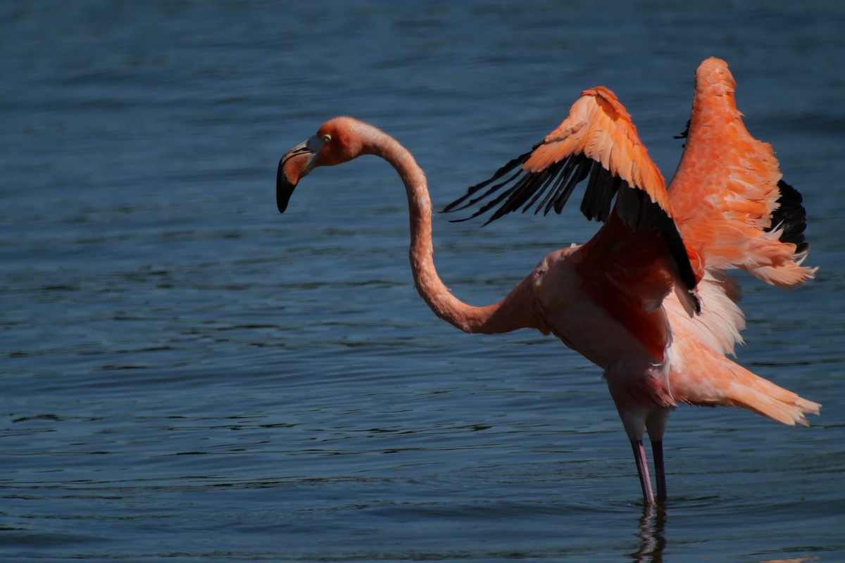 American Flamingo - Ben Warner
