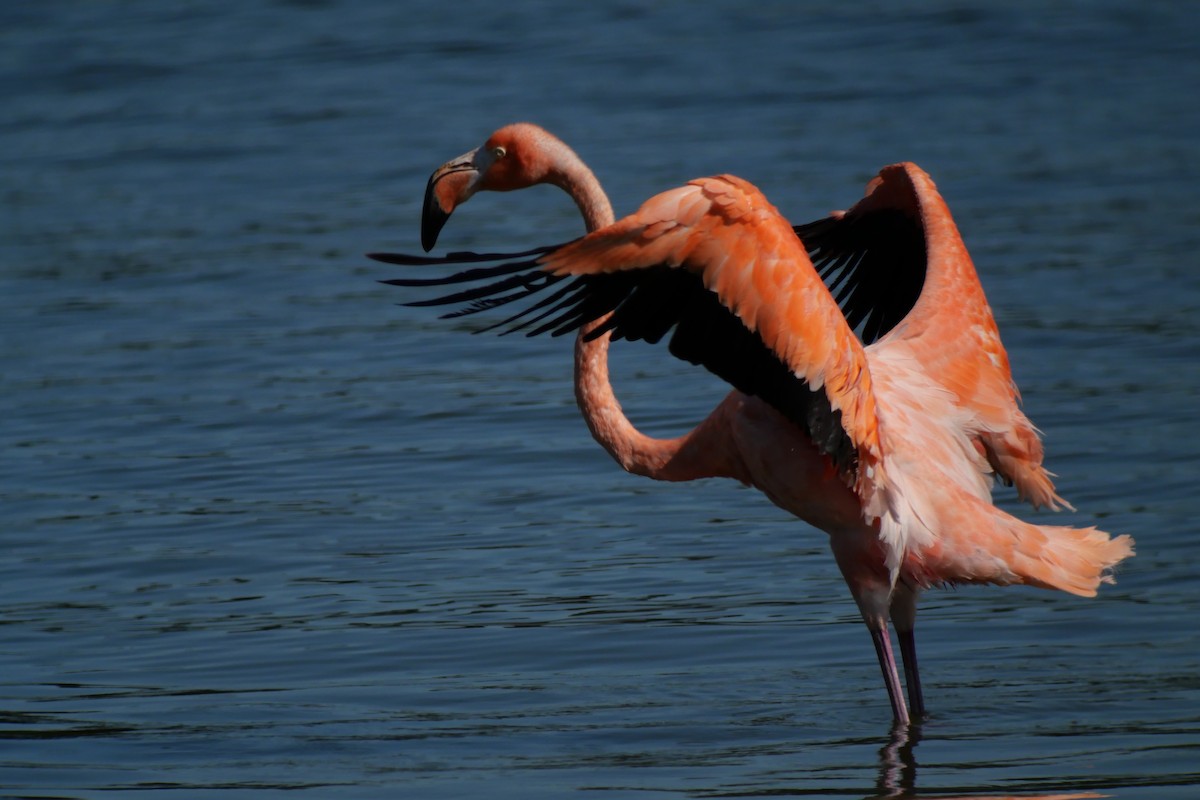 Amerika Flamingosu - ML608452318