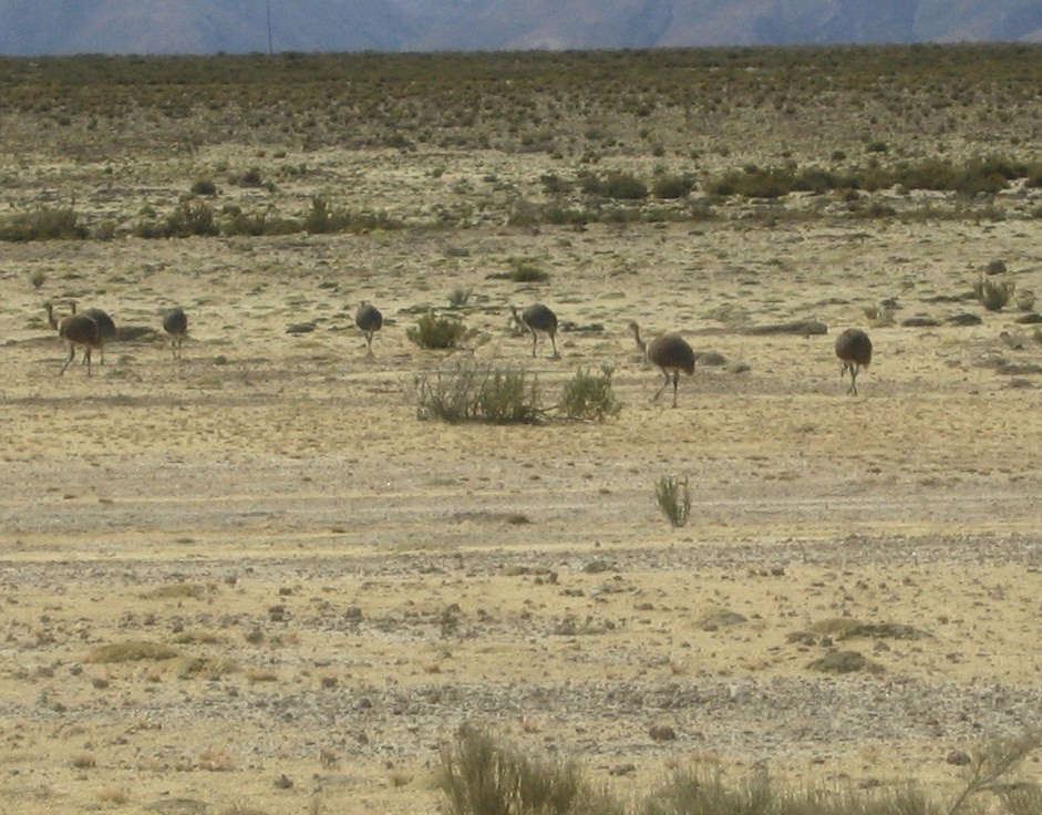 eBird Checklist - 24 May 2007 - Surroundings of Colchani - 1 species