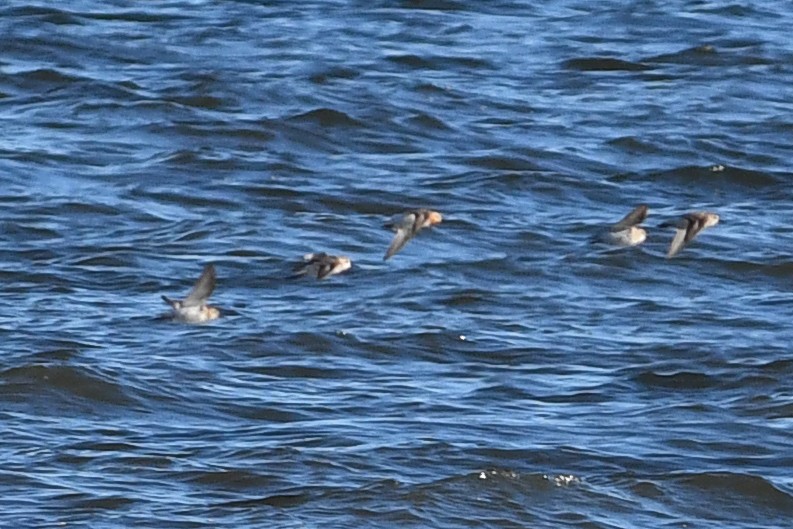 Red-necked Stint - David M. Bell