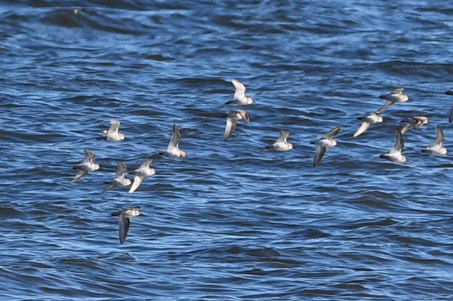 Red-necked Stint - David M. Bell