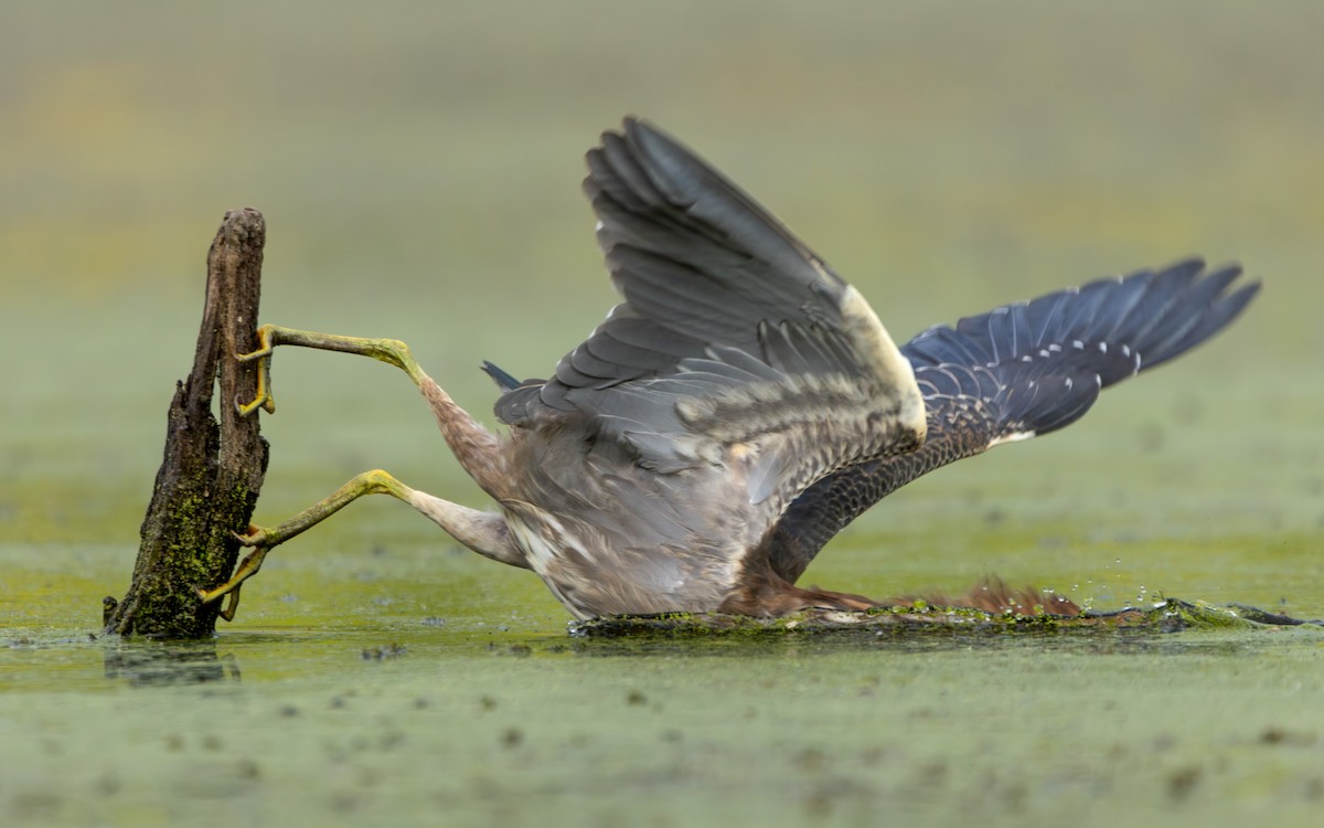 Green Heron - Arthur Mercado