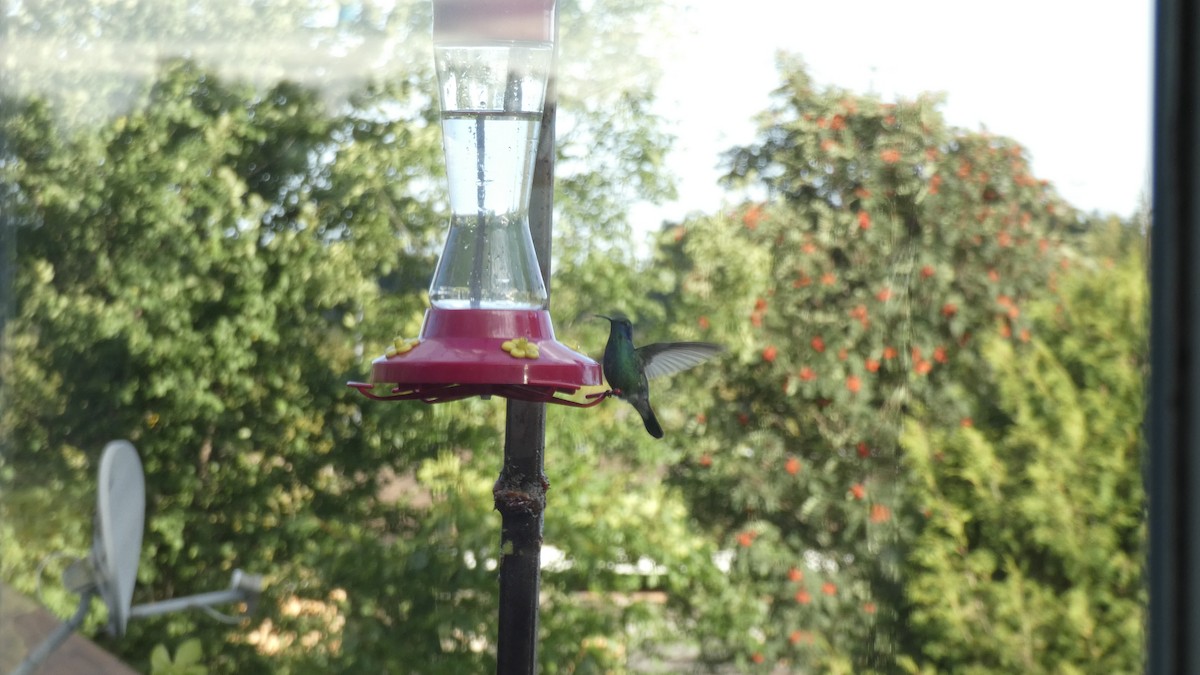 kolibřík zelený - ML608452631