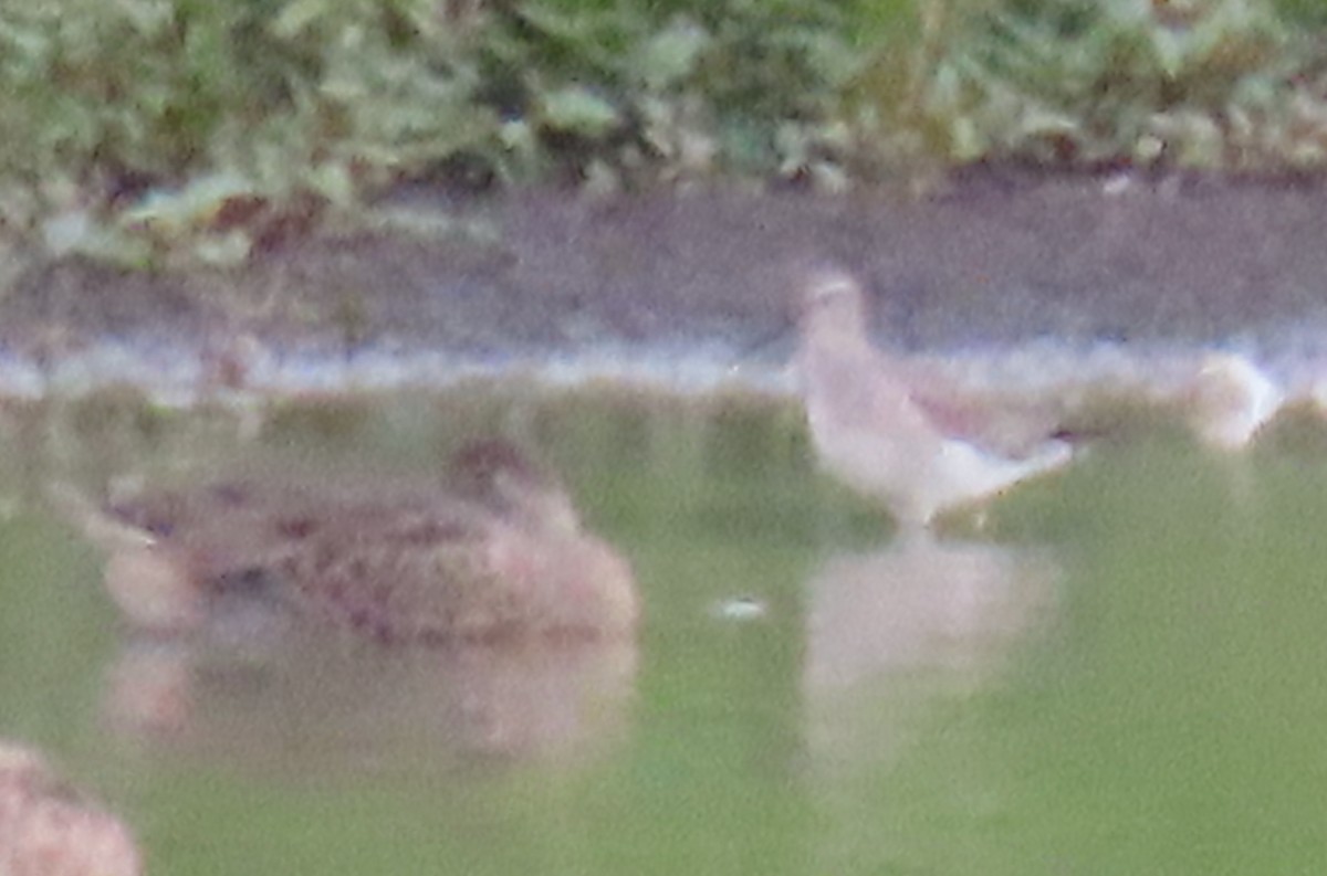 Stilt Sandpiper - Leslie Schweitzer