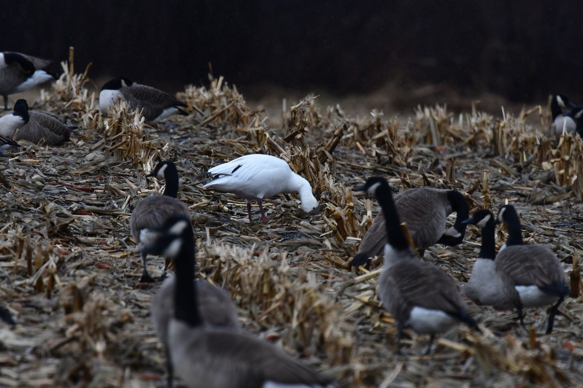 Snow Goose - ML608452686