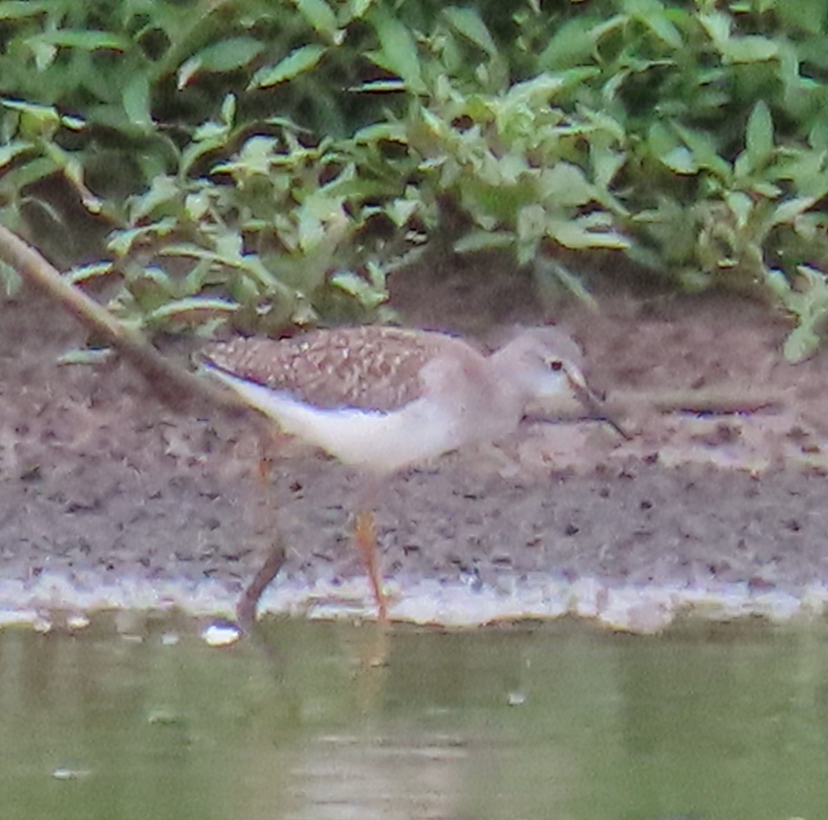 Lesser Yellowlegs - Leslie Schweitzer