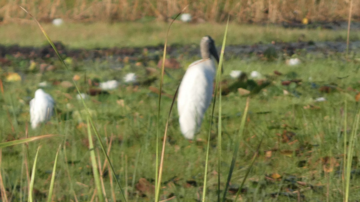 Wood Stork - ML608452709