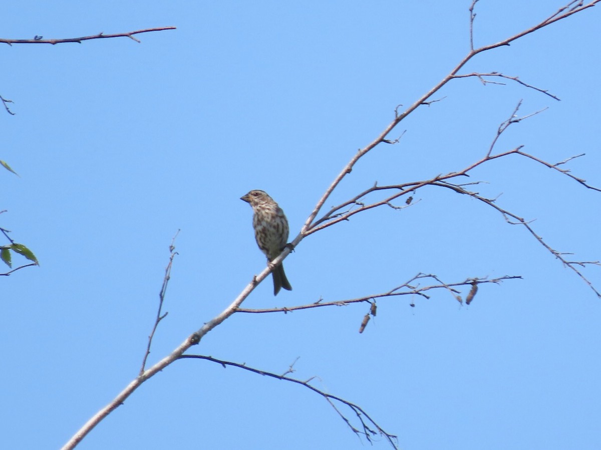 Purple Finch - ML608452715